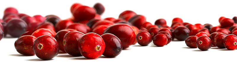 Wholesale Cranberry Powder